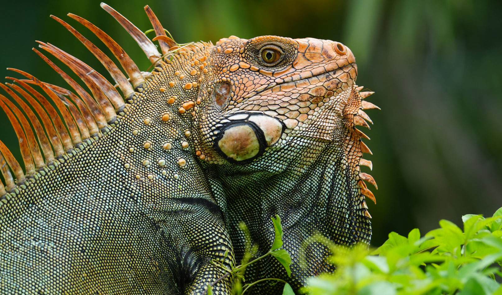 things to do in santa teresa